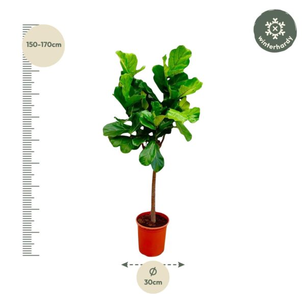 Ficus Lyrata boom en pot Ø30cm. Plante verte type Ficus Lyrata boom, livrée en pot, idéale pour intérieur lumineux. – Image 2