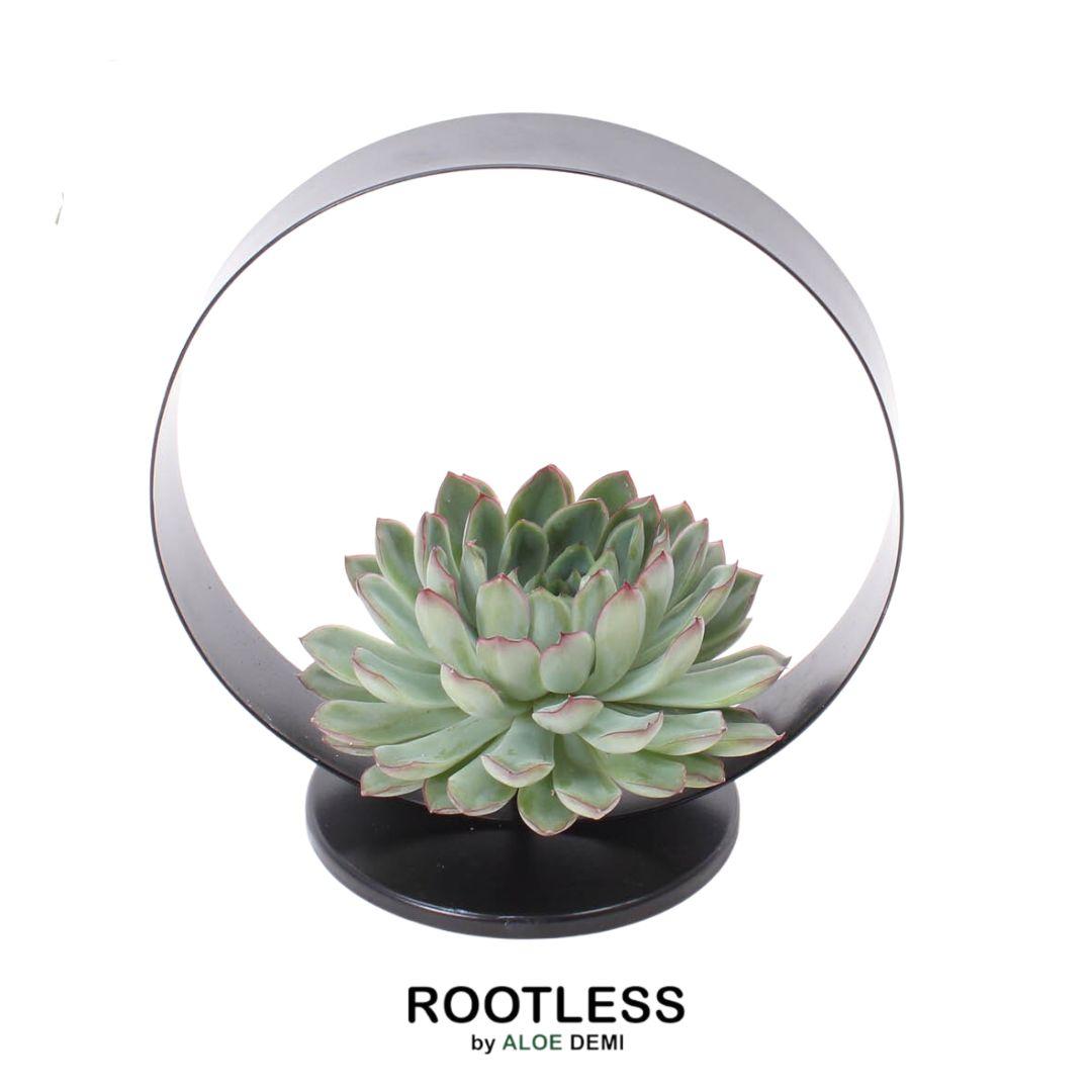ROOTLESS Succulent Echeveria Pulidonis op Deco tafelstandaard Ø20 cm en pot Ø20cm  Hauteur 20cm. Plante verte type ROOTLESS Succulent Echeveria Pulidonis op Deco tafelstandaard Ø20 cm, livrée en pot, idéale pour intérieur lumineux.