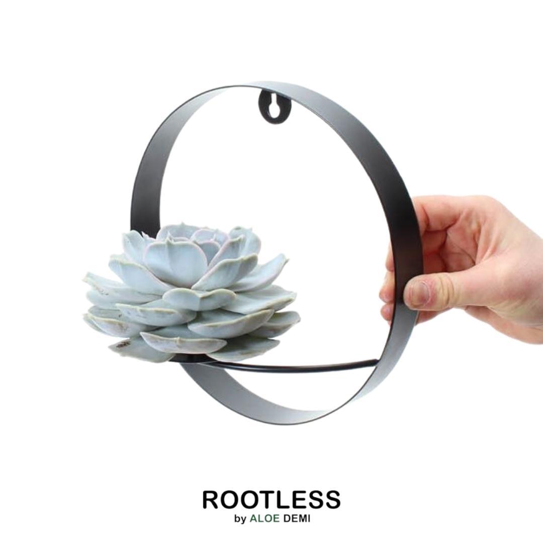 ROOTLESS Succulent Echeveria Lilacina op Muurdeco standaard zwart Ø20 cm en pot Ø20cm  Hauteur 20cm. Plante verte type ROOTLESS Succulent Echeveria Lilacina op Muurdeco standaard zwart Ø20 cm, livrée en pot, idéale pour intérieur lumineux.