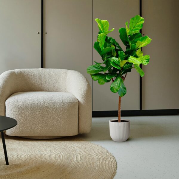 Ficus Lyrata boom en pot Ø30cm. Plante verte type Ficus Lyrata boom, livrée en pot, idéale pour intérieur lumineux. – Image 4