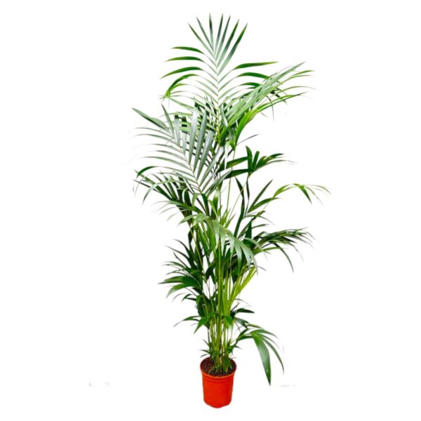 Kentia Palm en pot Ø24cm. Plante verte type Kentia Palm, livrée en pot, idéale pour intérieur lumineux.