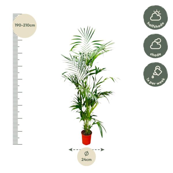 Kentia Palm en pot Ø24cm. Plante verte type Kentia Palm, livrée en pot, idéale pour intérieur lumineux. – Image 2
