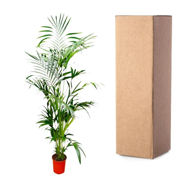 Kentia Palm en pot Ø24cm. Plante verte type Kentia Palm, livrée en pot, idéale pour intérieur lumineux. – Image 3
