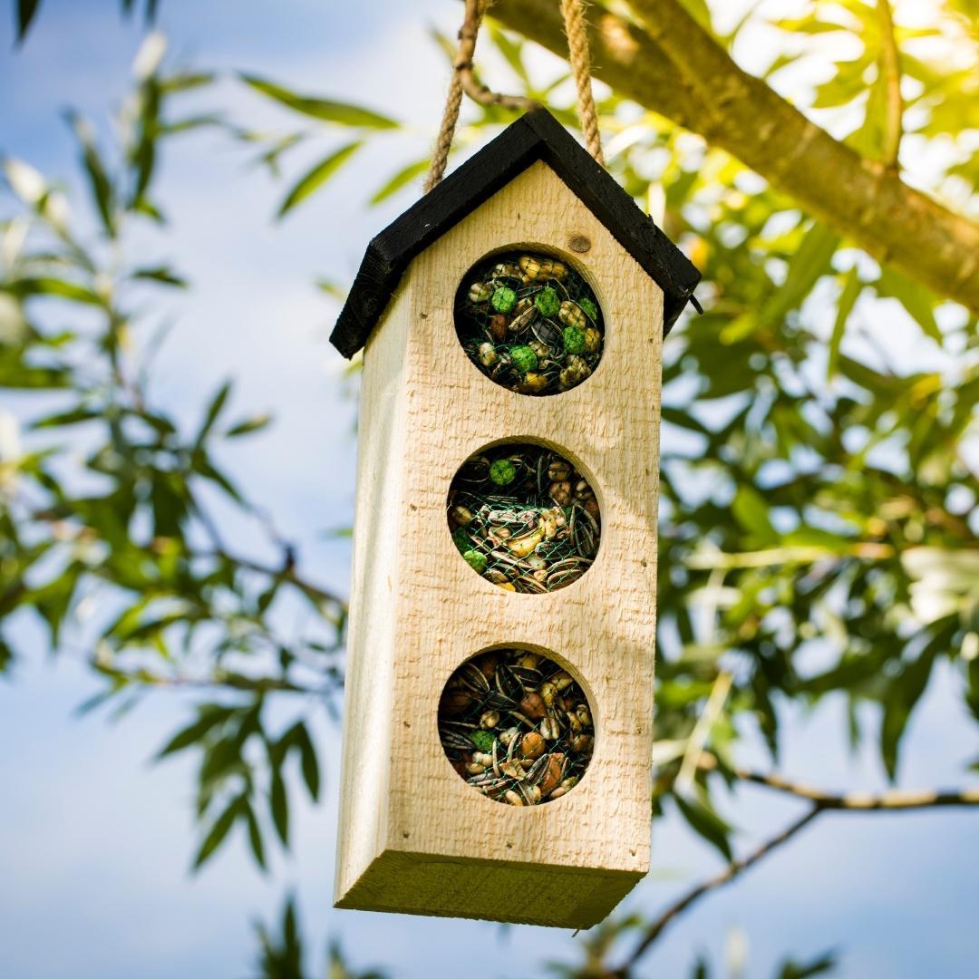 Bird en pot. Plante verte type Bird, livrée en pot, idéale pour intérieur lumineux. – Image 5