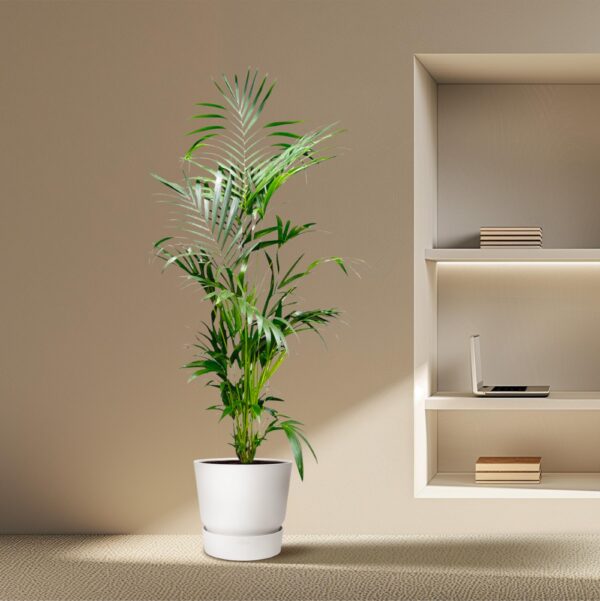 Kentia Palm en pot Ø24cm. Plante verte type Kentia Palm, livrée en pot, idéale pour intérieur lumineux. – Image 4