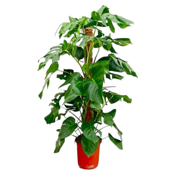 Monstera Pertusum en pot Ø24cm. Plante verte type Monstera Pertusum, livrée en pot, idéale pour intérieur lumineux.