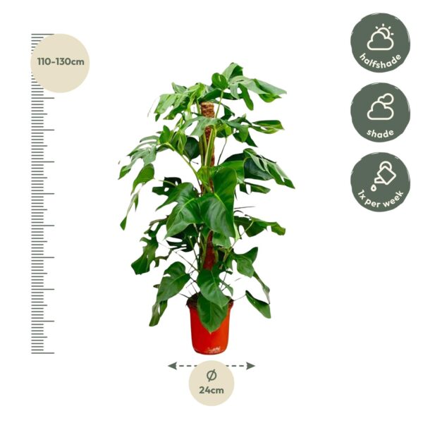 Monstera Pertusum en pot Ø24cm. Plante verte type Monstera Pertusum, livrée en pot, idéale pour intérieur lumineux. – Image 2