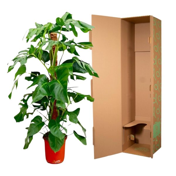 Monstera Pertusum en pot Ø24cm. Plante verte type Monstera Pertusum, livrée en pot, idéale pour intérieur lumineux. – Image 3