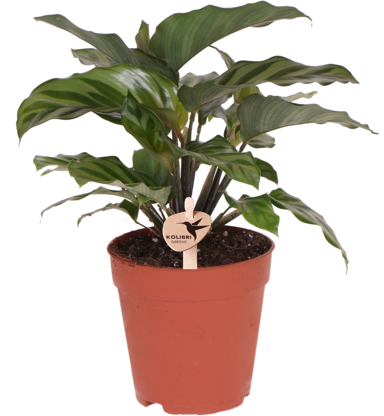 Kolibri Greens | Groene plant en pot Ø9cm. Plante verte type Kolibri Greens | Groene plant, livrée en pot, idéale pour intérieur lumineux.