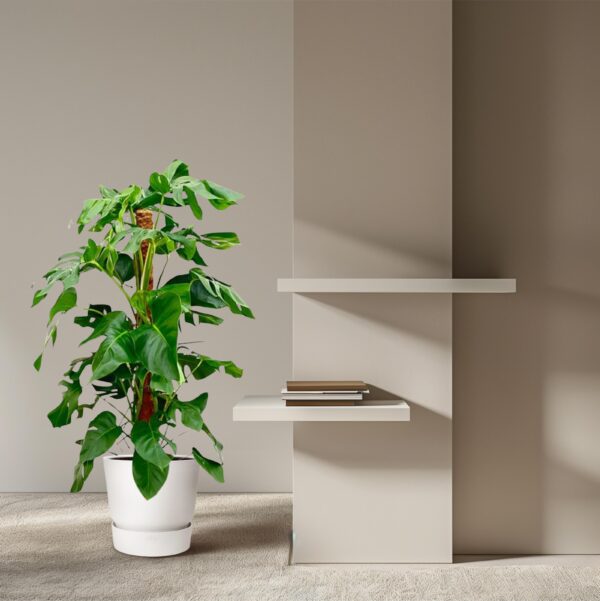 Monstera Pertusum en pot Ø24cm. Plante verte type Monstera Pertusum, livrée en pot, idéale pour intérieur lumineux. – Image 4