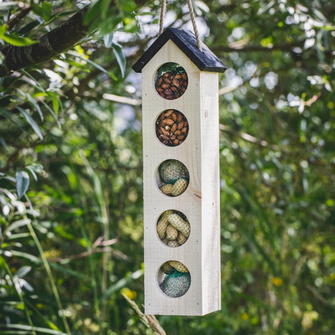 Bird en pot. Plante verte type Bird, livrée en pot, idéale pour intérieur lumineux. – Image 4