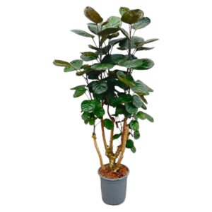 Polyscias Fabian en pot Ø24cm. Plante verte type Polyscias Fabian, livrée en pot, idéale pour intérieur lumineux.