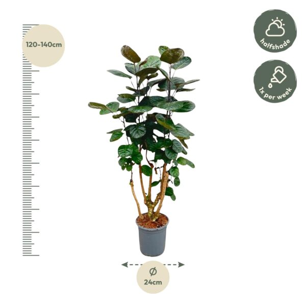 Polyscias Fabian en pot Ø24cm. Plante verte type Polyscias Fabian, livrée en pot, idéale pour intérieur lumineux. – Image 2