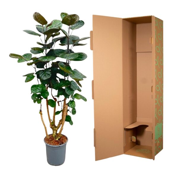 Polyscias Fabian en pot Ø24cm. Plante verte type Polyscias Fabian, livrée en pot, idéale pour intérieur lumineux. – Image 3