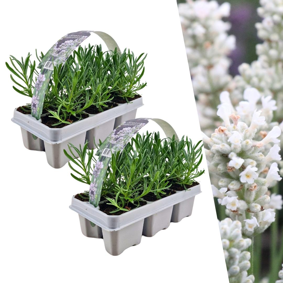 2 x 6 pack Lavendel angustifolia white en pot Ø7cm  Hauteur 15cm. Plante verte type 2 x 6 pack Lavendel angustifolia white, livrée en pot, idéale pour intérieur lumineux.