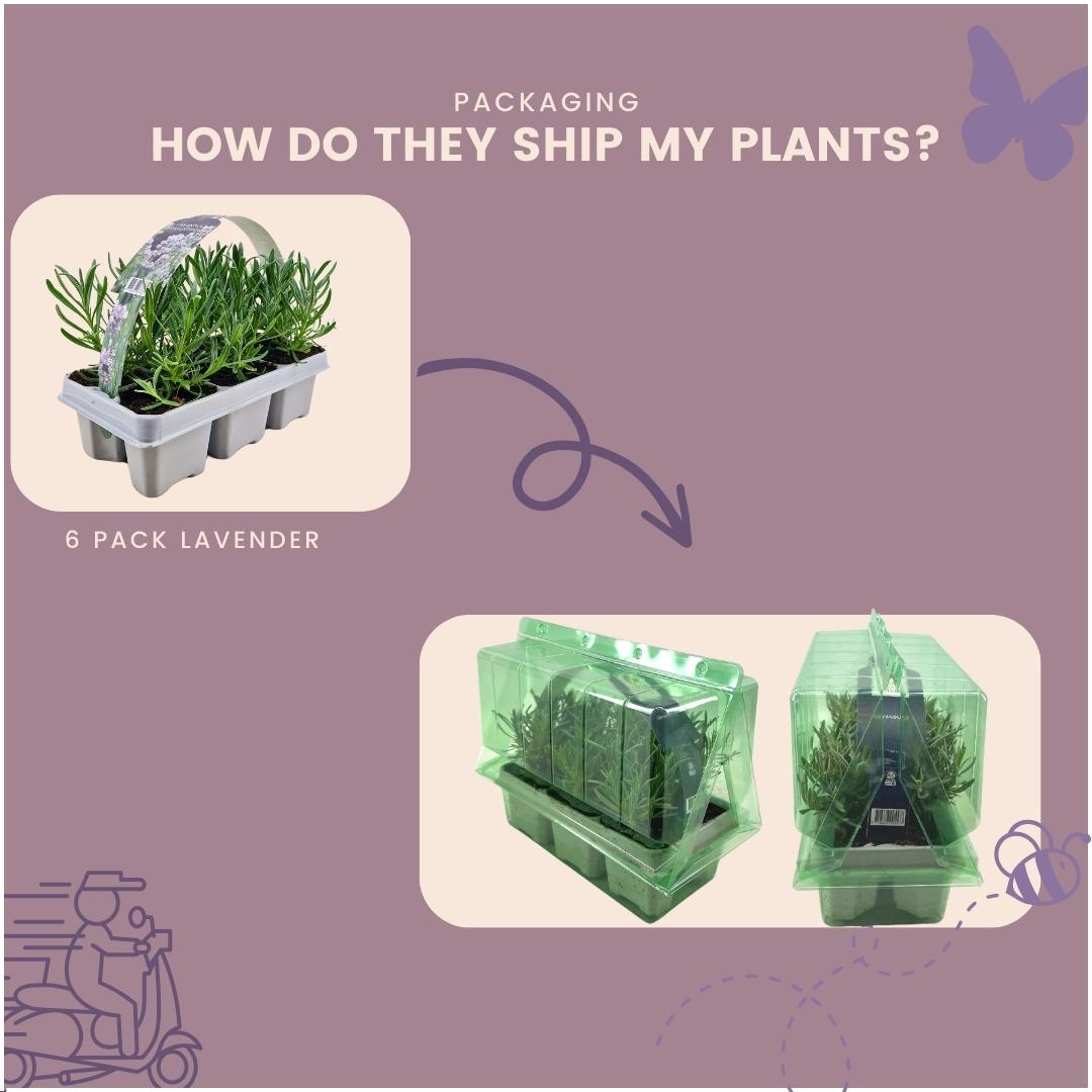 2 x 6 pack Lavendel angustifolia white en pot Ø7cm  Hauteur 15cm. Plante verte type 2 x 6 pack Lavendel angustifolia white, livrée en pot, idéale pour intérieur lumineux. – Image 6