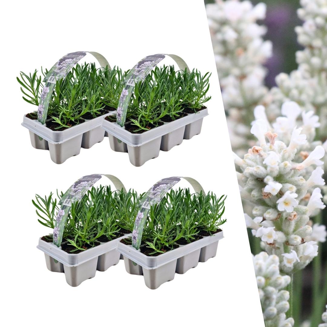4 x 6 pack Lavendel angustifolia white en pot Ø7cm  Hauteur 15cm. Plante verte type 4 x 6 pack Lavendel angustifolia white, livrée en pot, idéale pour intérieur lumineux.