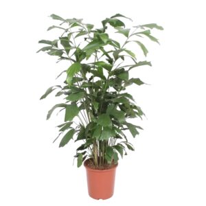 Caryota Mitis en pot Ø27cm. Plante verte type Caryota Mitis, livrée en pot, idéale pour intérieur lumineux.
