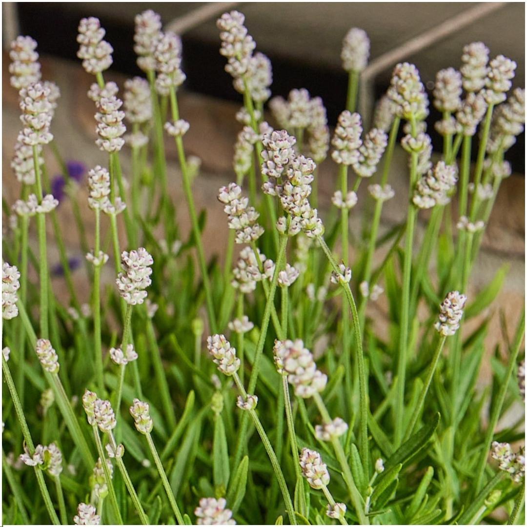 8 x 6 pack Lavendel angustifolia white en pot Ø7cm  Hauteur 15cm. Plante verte type 8 x 6 pack Lavendel angustifolia white, livrée en pot, idéale pour intérieur lumineux. – Image 2