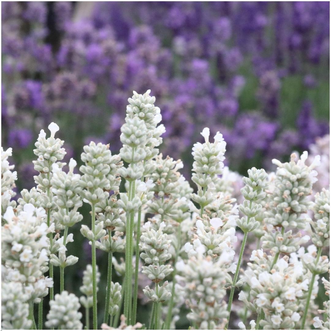 8 x 6 pack Lavendel angustifolia white en pot Ø7cm  Hauteur 15cm. Plante verte type 8 x 6 pack Lavendel angustifolia white, livrée en pot, idéale pour intérieur lumineux. – Image 3