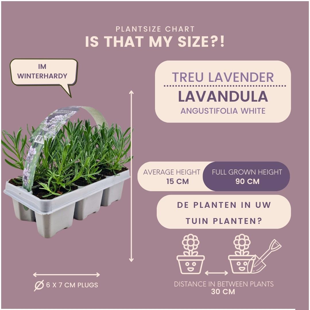 8 x 6 pack Lavendel angustifolia white en pot Ø7cm  Hauteur 15cm. Plante verte type 8 x 6 pack Lavendel angustifolia white, livrée en pot, idéale pour intérieur lumineux. – Image 4