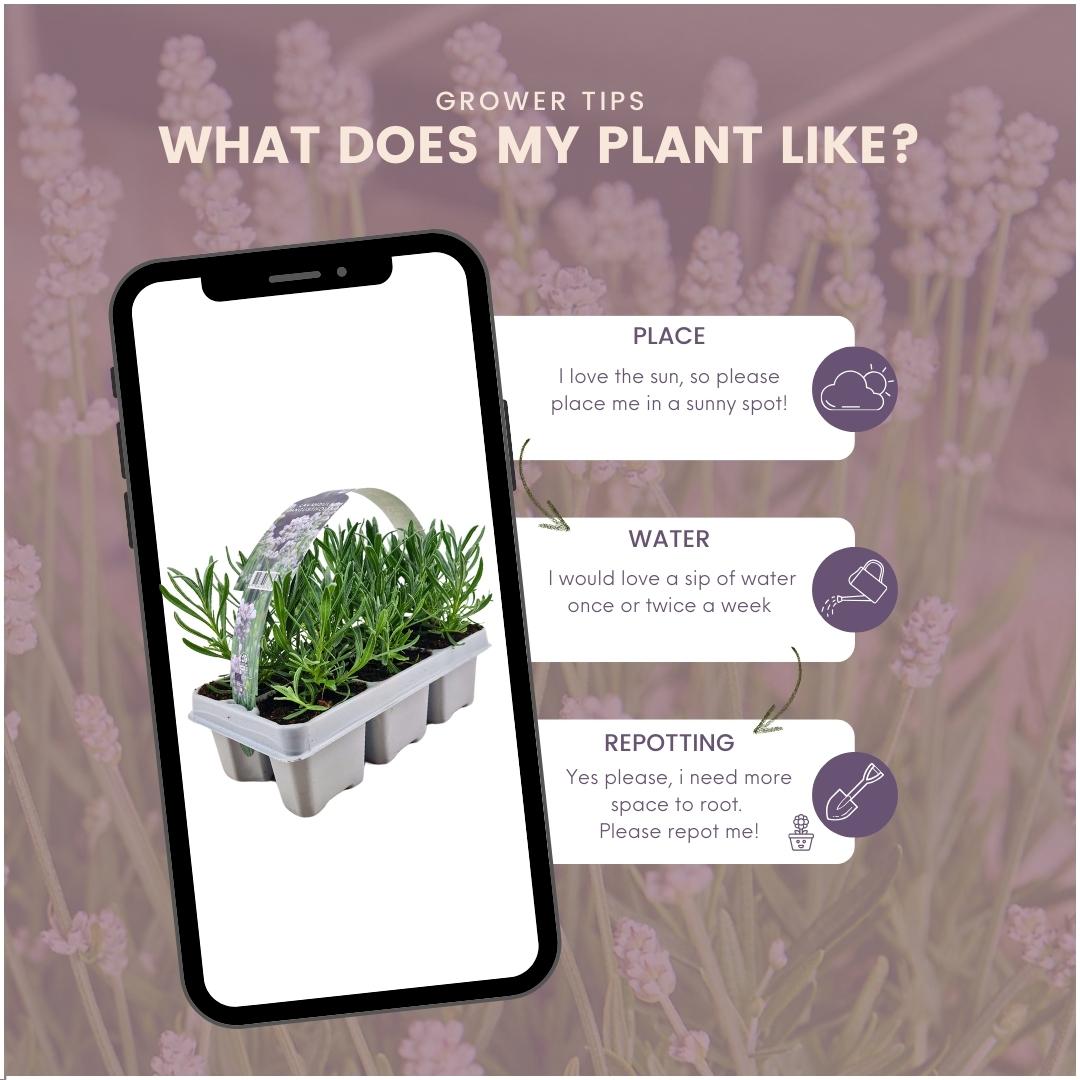 8 x 6 pack Lavendel angustifolia white en pot Ø7cm  Hauteur 15cm. Plante verte type 8 x 6 pack Lavendel angustifolia white, livrée en pot, idéale pour intérieur lumineux. – Image 5