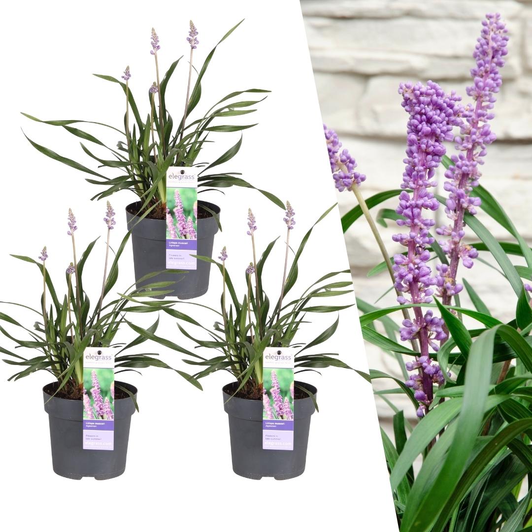 3 x Liriope muscari 'Ingwersen' en pot. Plante verte type 3 x Liriope muscari 'Ingwersen', livrée en pot, idéale pour intérieur lumineux.