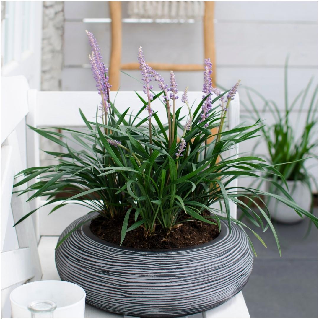 6 x Liriope muscari 'Ingwersen' en pot. Plante verte type 6 x Liriope muscari 'Ingwersen', livrée en pot, idéale pour intérieur lumineux. – Image 2
