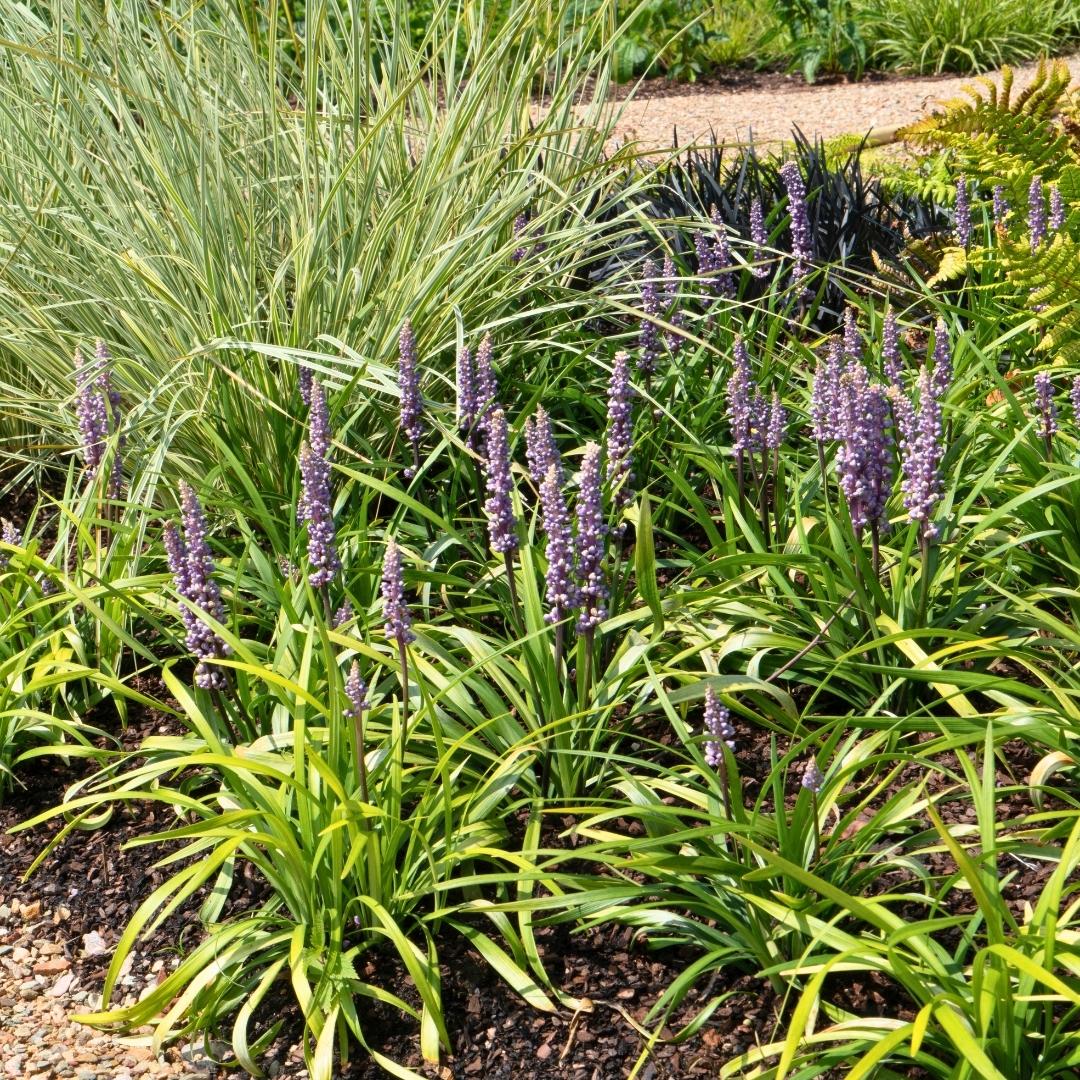 6 x Liriope muscari 'Ingwersen' en pot. Plante verte type 6 x Liriope muscari 'Ingwersen', livrée en pot, idéale pour intérieur lumineux. – Image 3