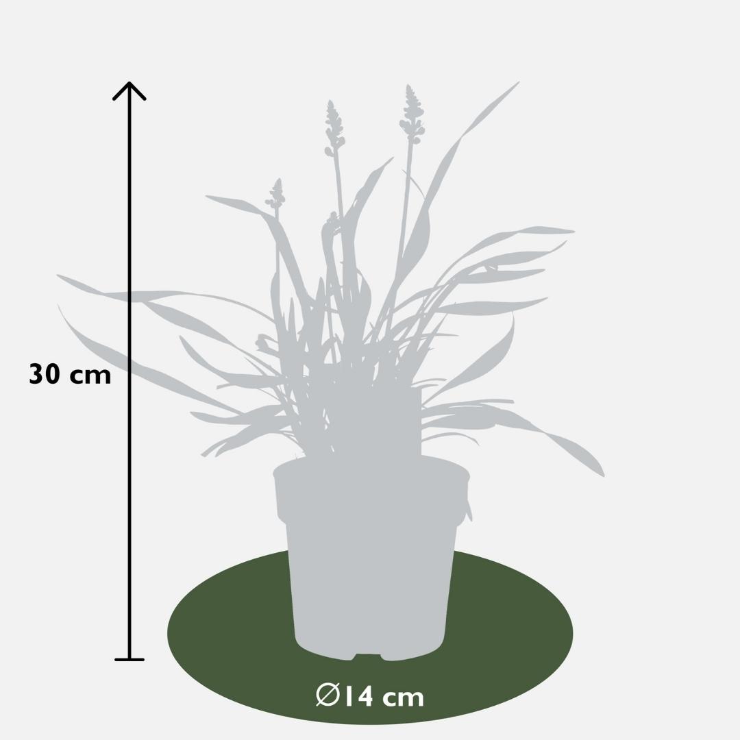 6 x Liriope muscari 'Ingwersen' en pot. Plante verte type 6 x Liriope muscari 'Ingwersen', livrée en pot, idéale pour intérieur lumineux. – Image 4