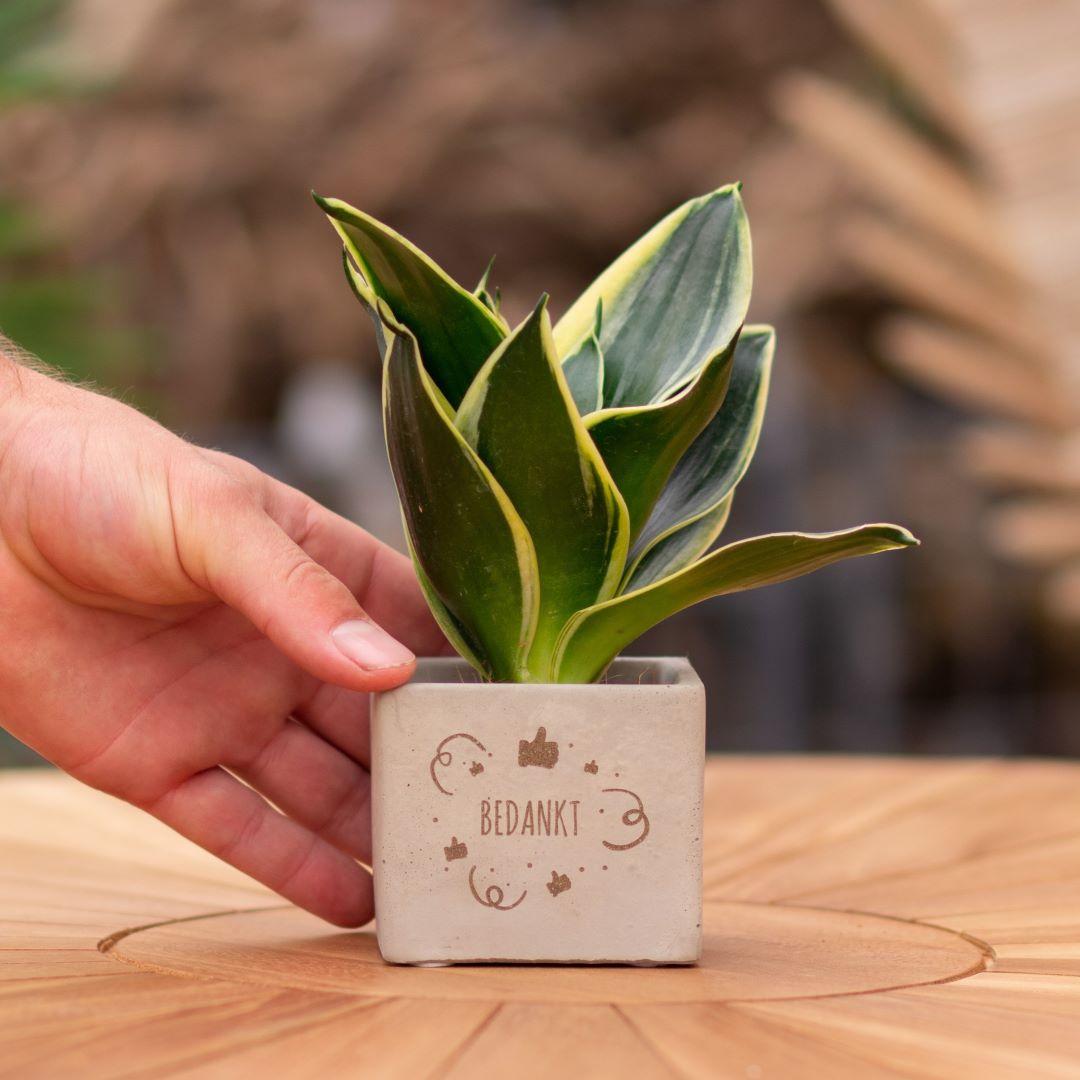 Congreet plantpots + Sansevieria | Bedankt en pot. Plante verte type Congreet plantpots + Sansevieria | Bedankt, livrée en pot, idéale pour intérieur lumineux.