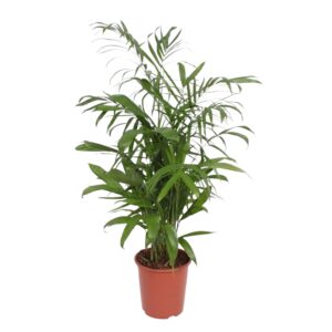 Chamaedorea Seifrizii en pot Ø27cm. Plante verte type Chamaedorea Seifrizii, livrée en pot, idéale pour intérieur lumineux.