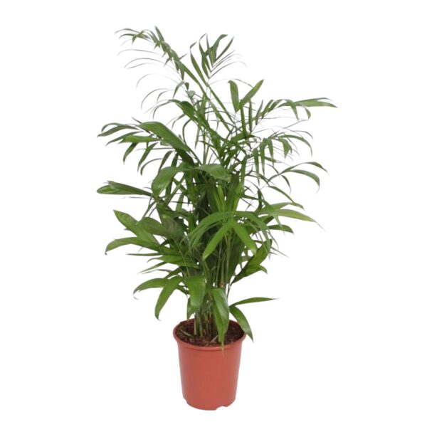 Chamaedorea Seifrizii en pot Ø27cm. Plante verte type Chamaedorea Seifrizii, livrée en pot, idéale pour intérieur lumineux.