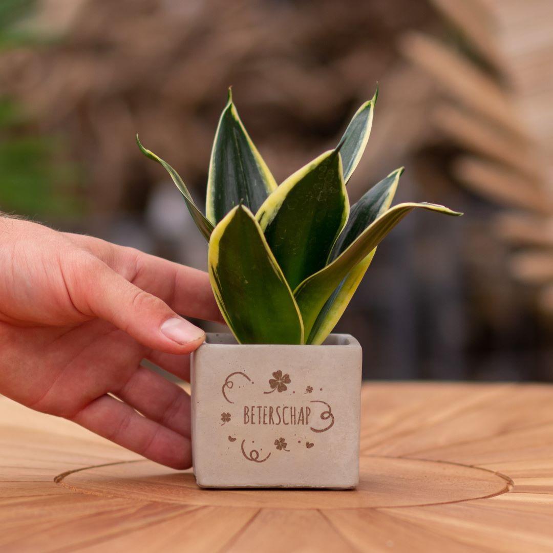 Congreet plantpots + Sansevieria | Beterschap en pot. Plante verte type Congreet plantpots + Sansevieria | Beterschap, livrée en pot, idéale pour intérieur lumineux.