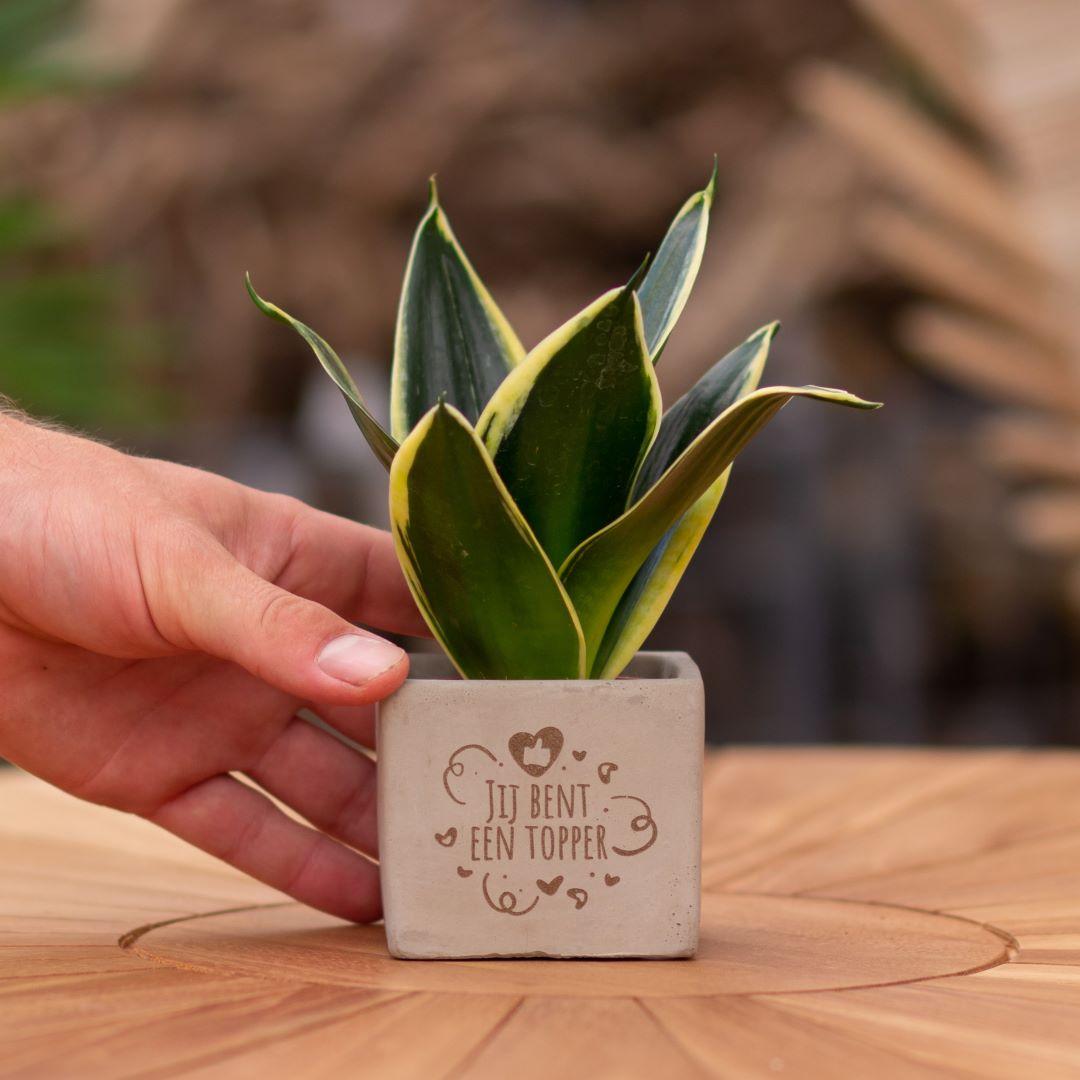 Congreet plantpots + Sansevieria | Jij bent een topper en pot. Plante verte type Congreet plantpots + Sansevieria | Jij bent een topper, livrée en pot, idéale pour intérieur lumineux.
