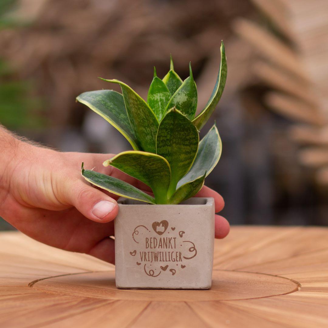 Congreet plantpots + Sansevieria | Bedankt vrijwilliger en pot. Plante verte type Congreet plantpots + Sansevieria | Bedankt vrijwilliger, livrée en pot, idéale pour intérieur lumineux.