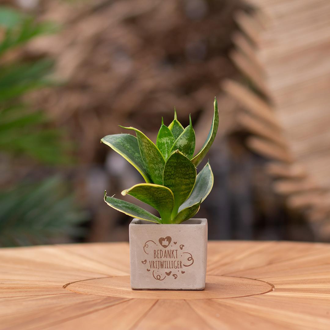 Congreet plantpots + Sansevieria | Bedankt vrijwilliger en pot. Plante verte type Congreet plantpots + Sansevieria | Bedankt vrijwilliger, livrée en pot, idéale pour intérieur lumineux. – Image 3