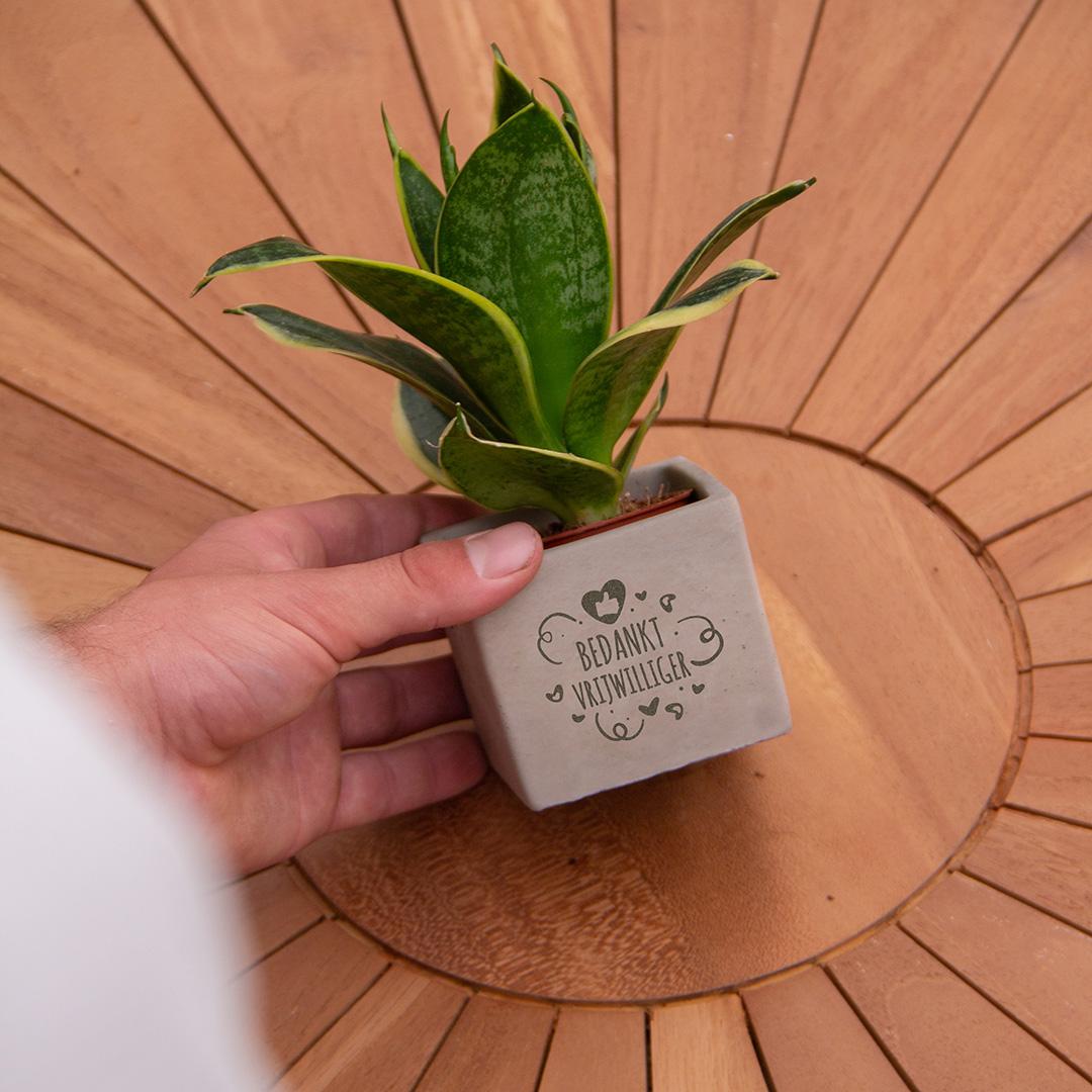 Congreet plantpots + Sansevieria | Bedankt vrijwilliger en pot. Plante verte type Congreet plantpots + Sansevieria | Bedankt vrijwilliger, livrée en pot, idéale pour intérieur lumineux. – Image 4