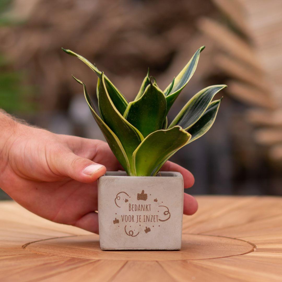 Congreet plantpots + Sansevieria | Bedankt voor je inzet en pot. Plante verte type Congreet plantpots + Sansevieria | Bedankt voor je inzet, livrée en pot, idéale pour intérieur lumineux.