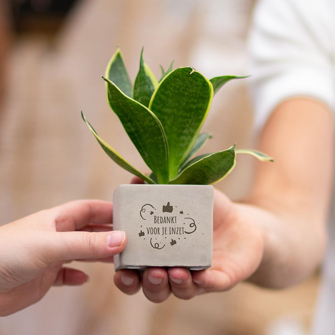 Congreet plantpots + Sansevieria | Bedankt voor je inzet en pot. Plante verte type Congreet plantpots + Sansevieria | Bedankt voor je inzet, livrée en pot, idéale pour intérieur lumineux. – Image 2