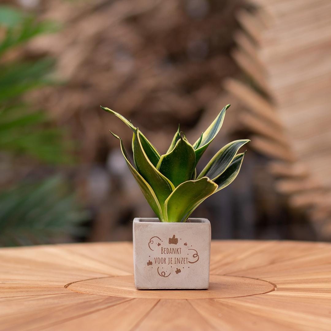 Congreet plantpots + Sansevieria | Bedankt voor je inzet en pot. Plante verte type Congreet plantpots + Sansevieria | Bedankt voor je inzet, livrée en pot, idéale pour intérieur lumineux. – Image 3