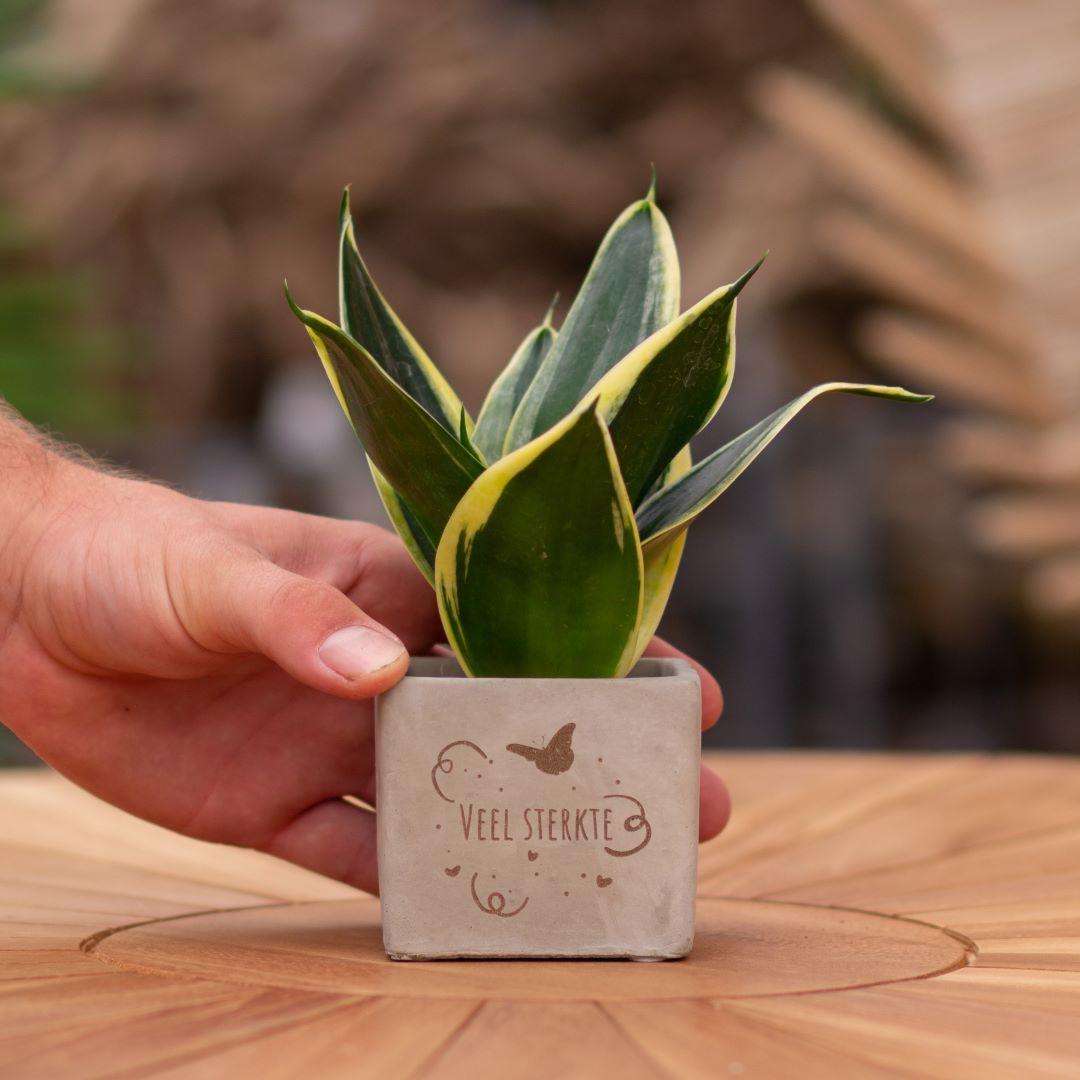 Congreet plantpots + Sansevieria | Veel sterkte en pot. Plante verte type Congreet plantpots + Sansevieria | Veel sterkte, livrée en pot, idéale pour intérieur lumineux.