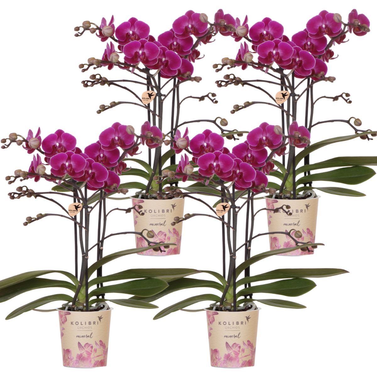 Kolibri Orchids | COMBI DEAL van 4 paarse phalaenopsis orchideeën en pot Ø9cm. Plante verte type Kolibri Orchids | COMBI DEAL van 4 paarse phalaenopsis orchideeën, livrée en pot, idéale pour intérieur lumineux.