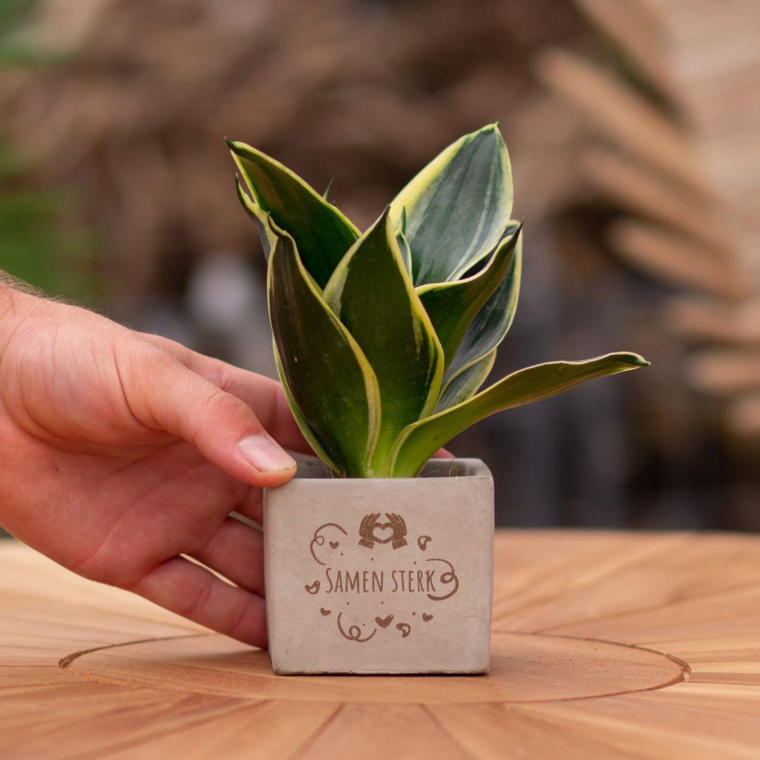 Congreet plantpots + Sansevieria | Samen sterk en pot. Plante verte type Congreet plantpots + Sansevieria | Samen sterk, livrée en pot, idéale pour intérieur lumineux.