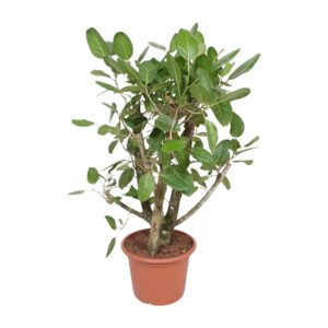 Ficus Benghalensis vertakt en pot Ø40cm. Plante verte type Ficus Benghalensis vertakt, livrée en pot, idéale pour intérieur lumineux.
