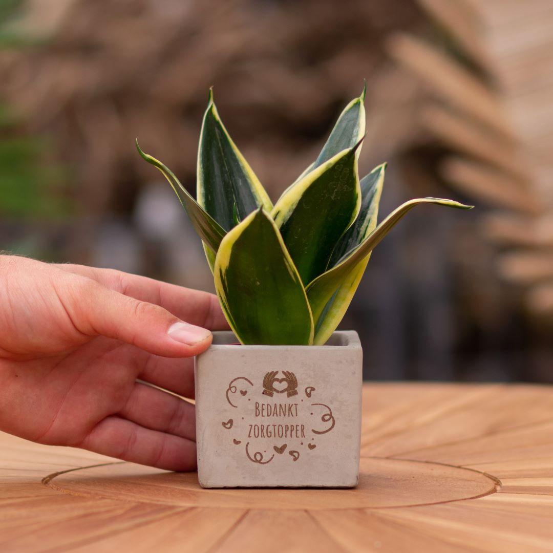 Congreet plantpots + Sansevieria | Bedankt zorgtopper en pot. Plante verte type Congreet plantpots + Sansevieria | Bedankt zorgtopper, livrée en pot, idéale pour intérieur lumineux.