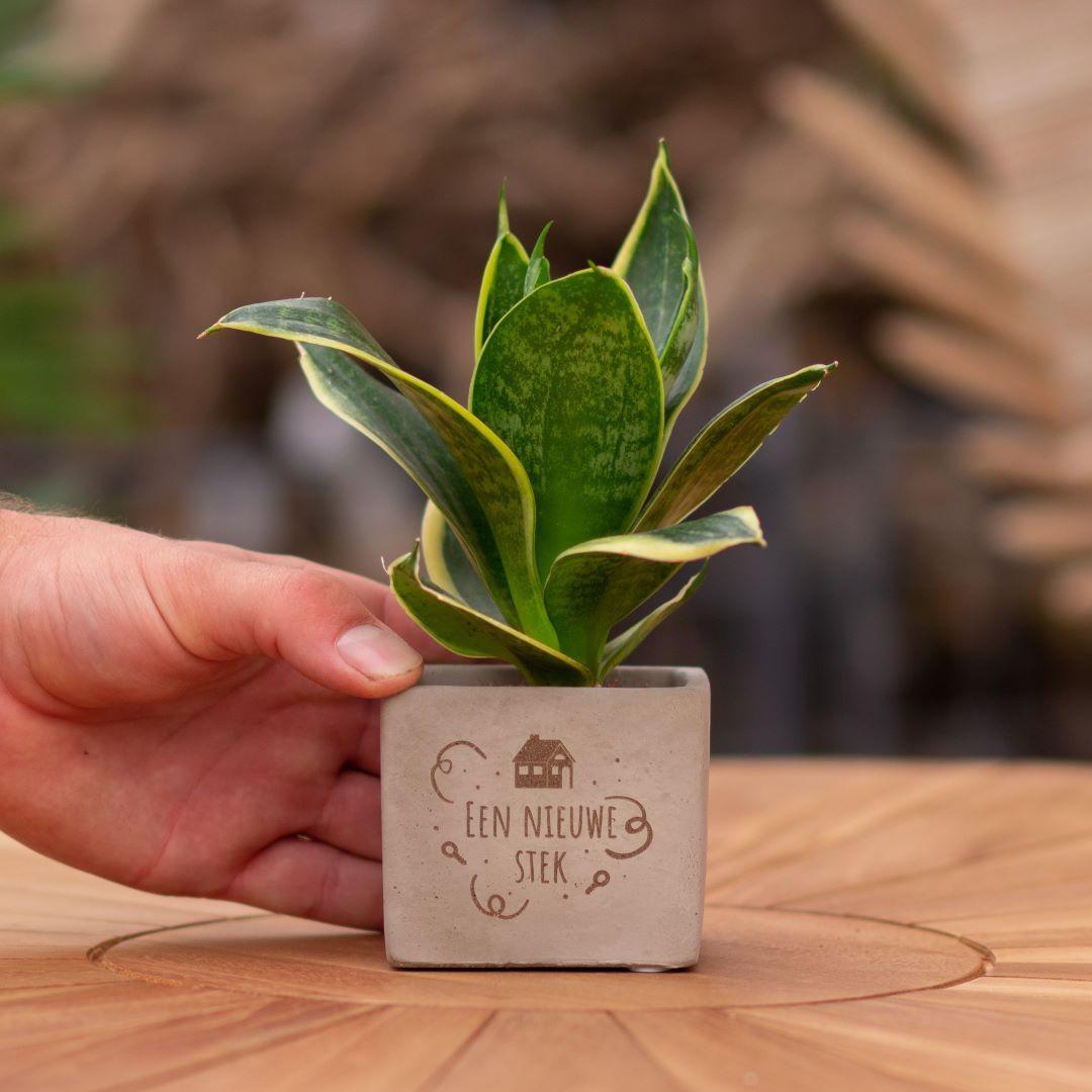 Congreet plantpots + Sansevieria | Een nieuwe stek en pot. Plante verte type Congreet plantpots + Sansevieria | Een nieuwe stek, livrée en pot, idéale pour intérieur lumineux.