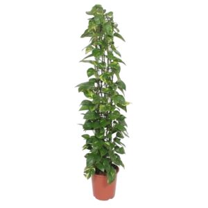 Epipremnum Aureum gaasrek en pot Ø27cm. Plante verte type Epipremnum Aureum gaasrek, livrée en pot, idéale pour intérieur lumineux.