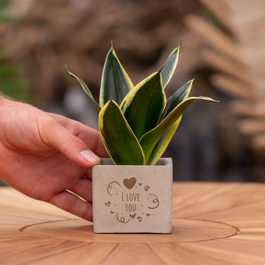 Congreet plantpots + Sansevieria | I love you en pot. Plante verte type Congreet plantpots + Sansevieria | I love you, livrée en pot, idéale pour intérieur lumineux.
