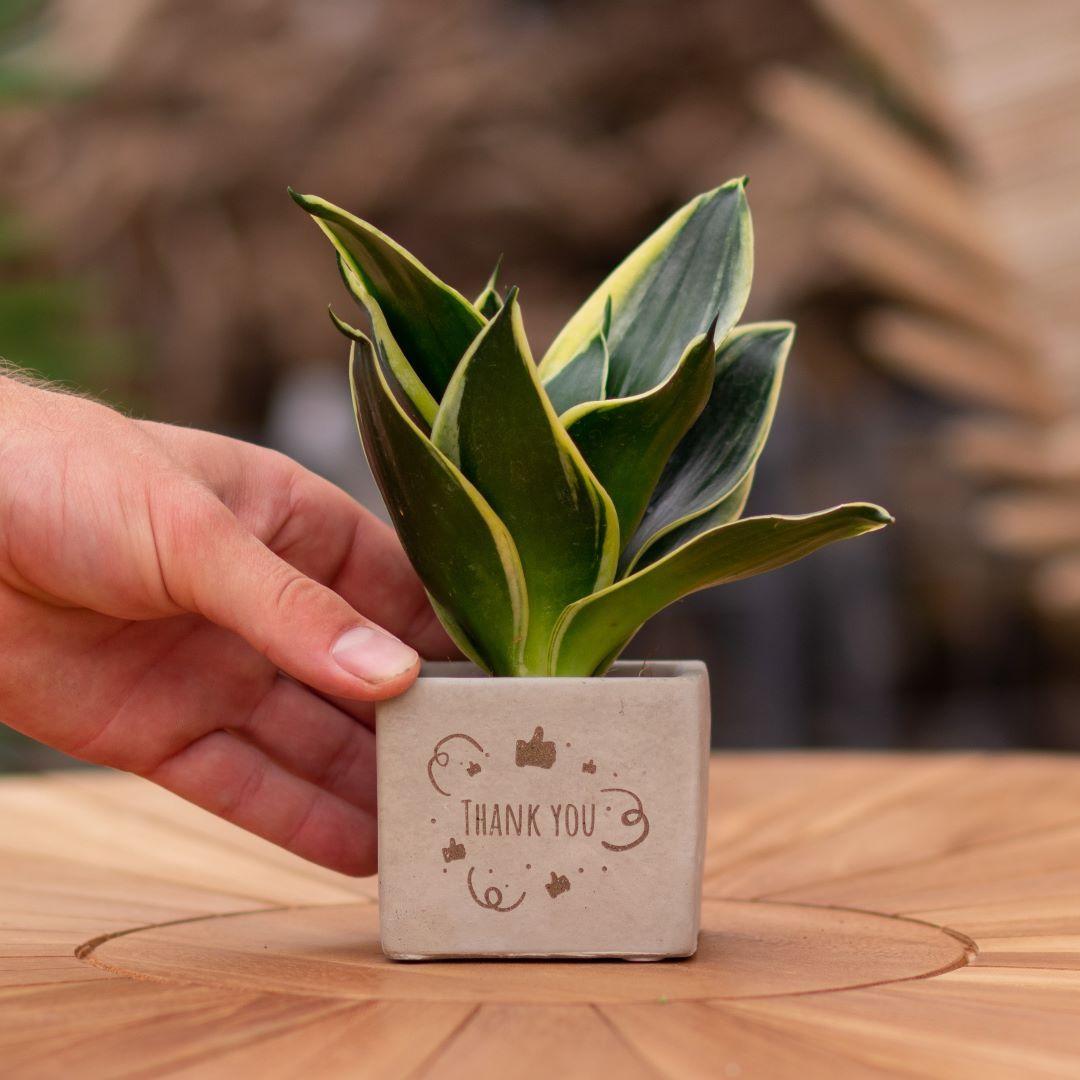 Congreet plantpots + Sansevieria | Thank you en pot. Plante verte type Congreet plantpots + Sansevieria | Thank you, livrée en pot, idéale pour intérieur lumineux.
